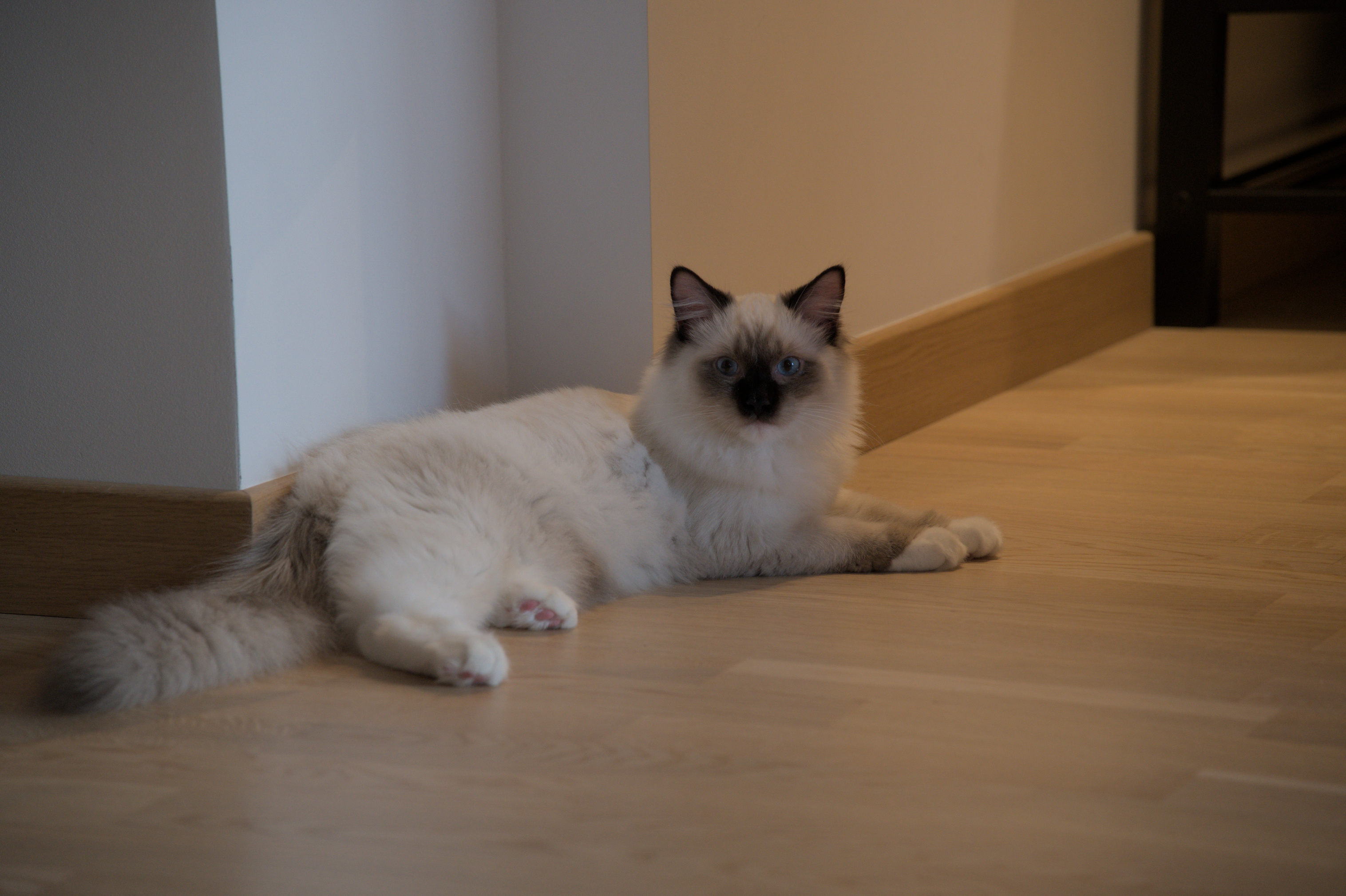 2025/10/12 - cats/DSC_0009.jpg